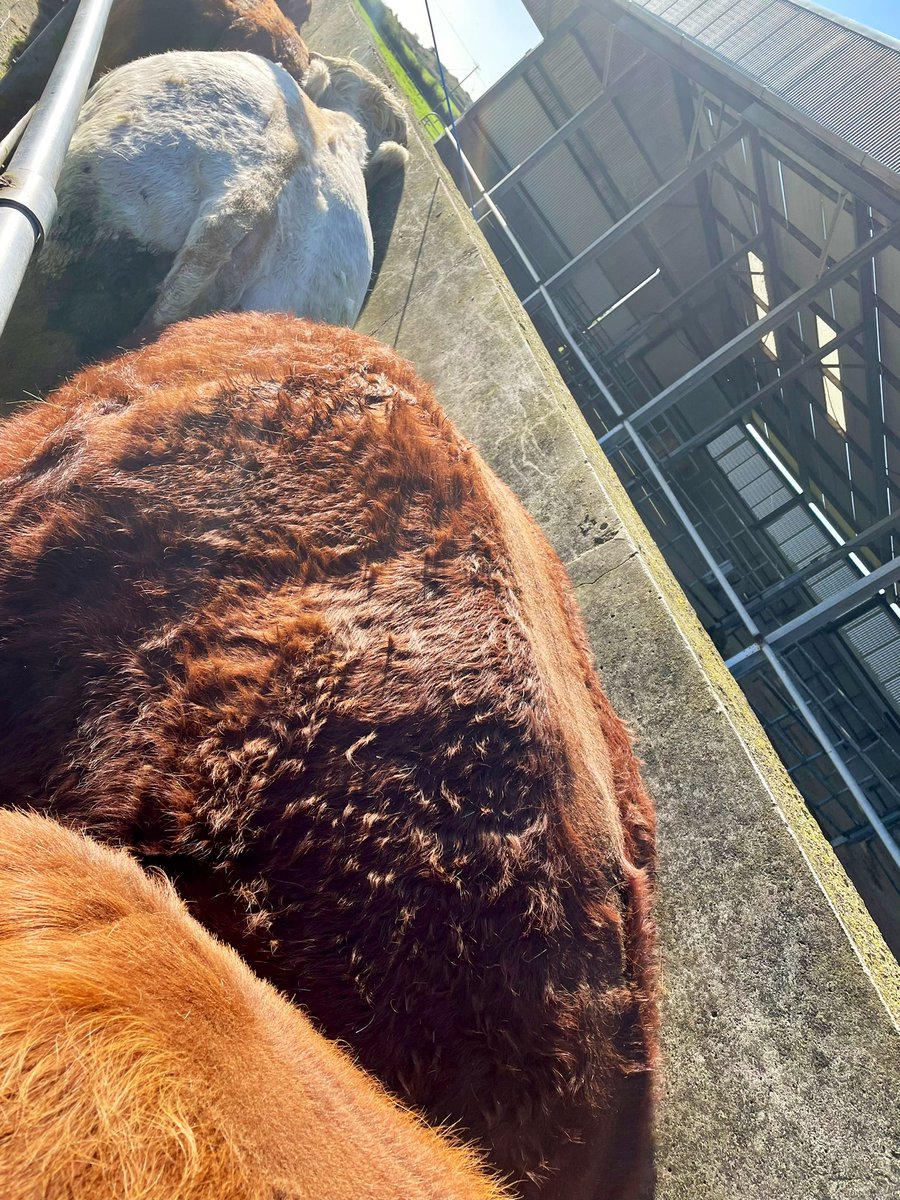 gpkilbeg's tweet image. Summers over and Winter begins #farmlife #beef #octoberdays