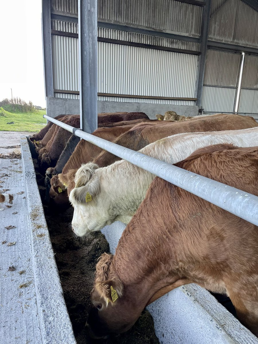 gpkilbeg's tweet image. Summers over and Winter begins #farmlife #beef #octoberdays