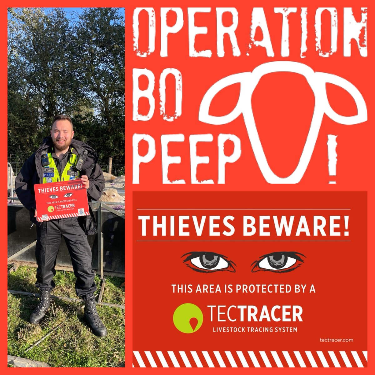 Humberbeat_NL's tweet photo. Today PC GRANT has been at Pollybell Farm who join @OpBoPeep to combat sheep theft in North Lincolnshire. A total of 60 sheep marked with Tec TRACER forensic livestock marking system. 
This brings the daily count of sheep marked during #RuralPolicing week to 244! https://t.co/Pk7kxPBsIu