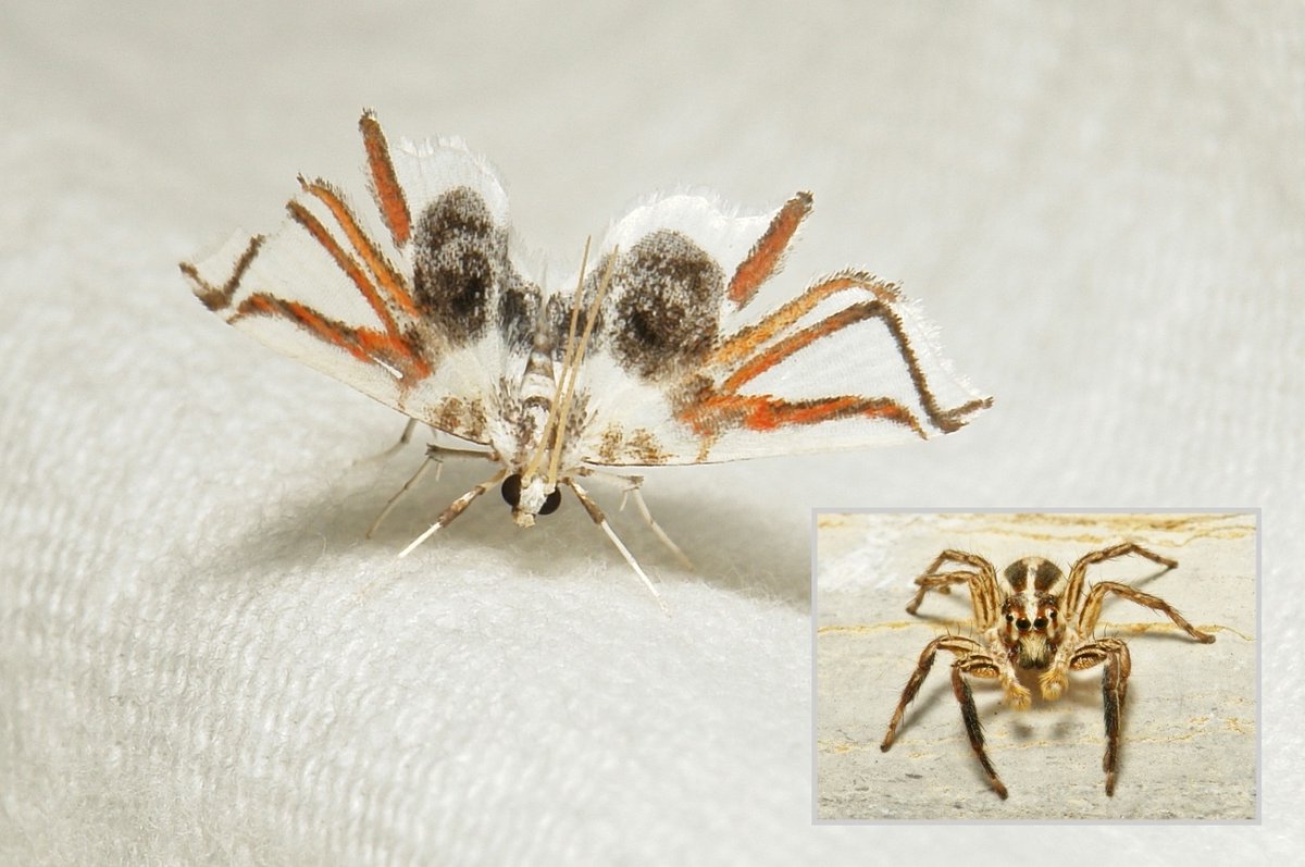 #Spider #Moth (Ambia instrumentalis, Musotiminae, Crambidae)
Members of a few Musotimine genera have wing markings strongly suggestive of spiders, presumably as an anti-predation strategy.
flic.kr/p/2m94wCb
#insect #China #Yunnan #entomology #Lepidoptera #itchydogimages