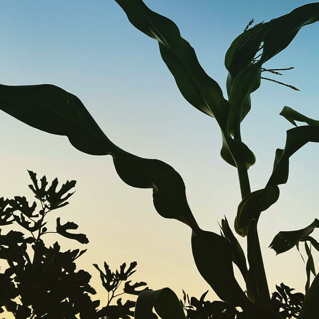 folkdreams's tweet photo. 💛 The lines in nature. 🌱 #folkdreams #sunsetshadows #linesinnature #inspiredbynature #keepitwild #lovetheoutdoors https://t.co/iChSDFbeJR https://t.co/EQrJO2ALQY