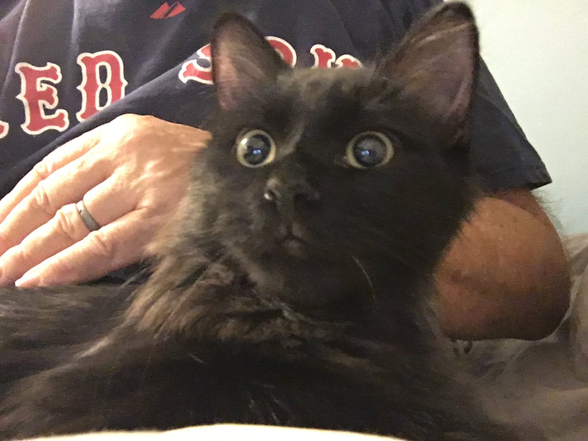 Our cat watching the last two Red Sox games.