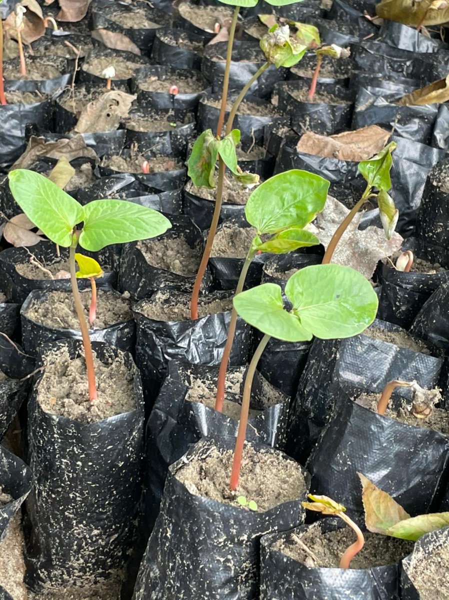 Sembra_Global's tweet photo. Juntos por el campo ⁦@juangobotero⁩ , con el sistema de Viveros propiciamos la recuperación económica en nuestra zona de influencia ⁦@GobSucre⁩, no sólo cultivamos higuerilla, también los #sueños de todos los que nos acompañan. ⁦@SWISSAID⁩ ⁦@ZeaNavarro⁩ https://t.co/30mge67Bab