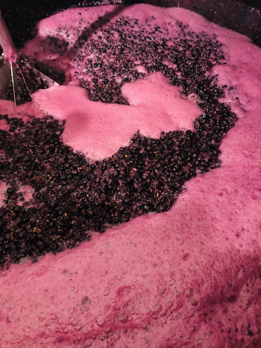 BODEGA DE PAGO FINCA ELEZ tweet media