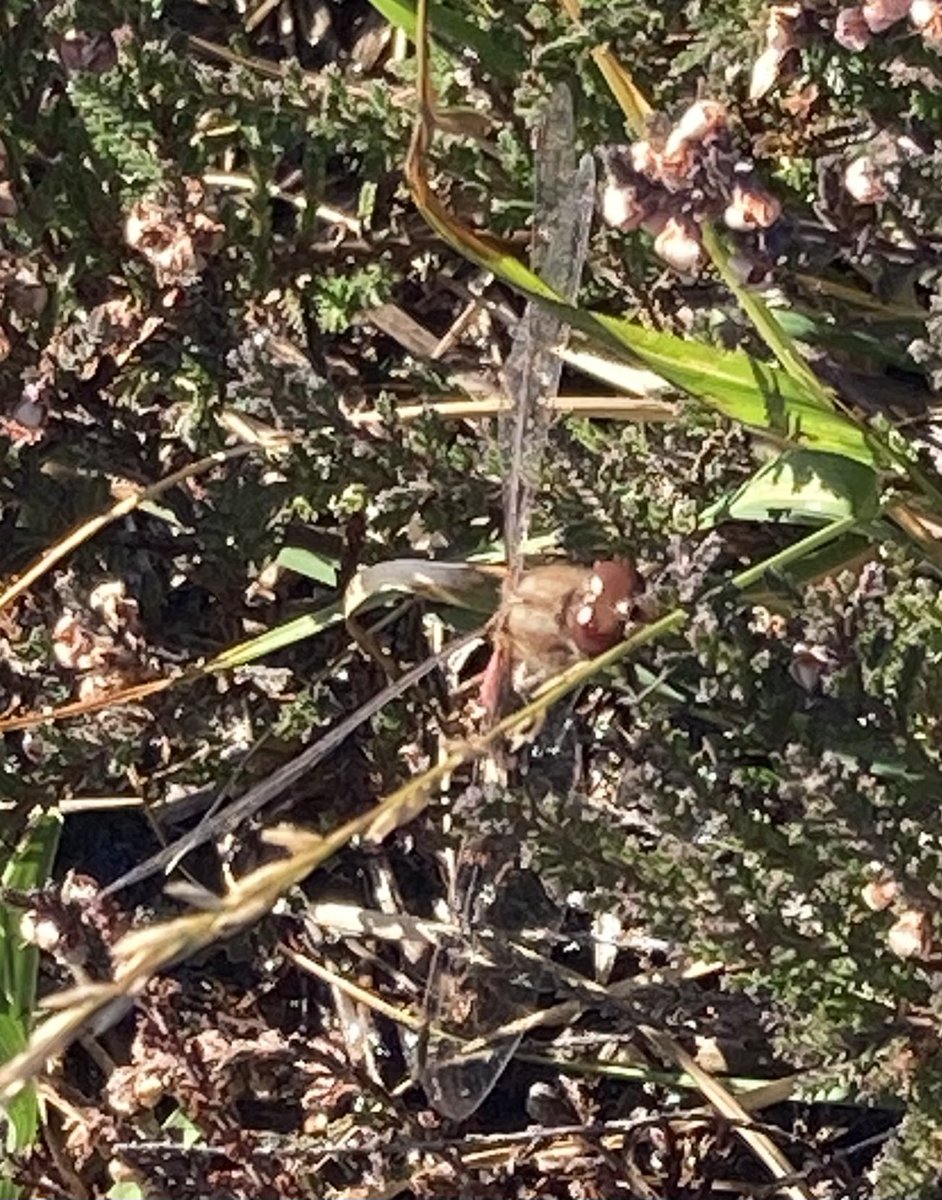 foodgrower's tweet photo. Stunning countryside #newforest #northerncommon @New_Forest_NP @nationaltrust walk to the #huffduff #autumn #nature #naturephotography #dragonfly https://t.co/JFwemSsvPS