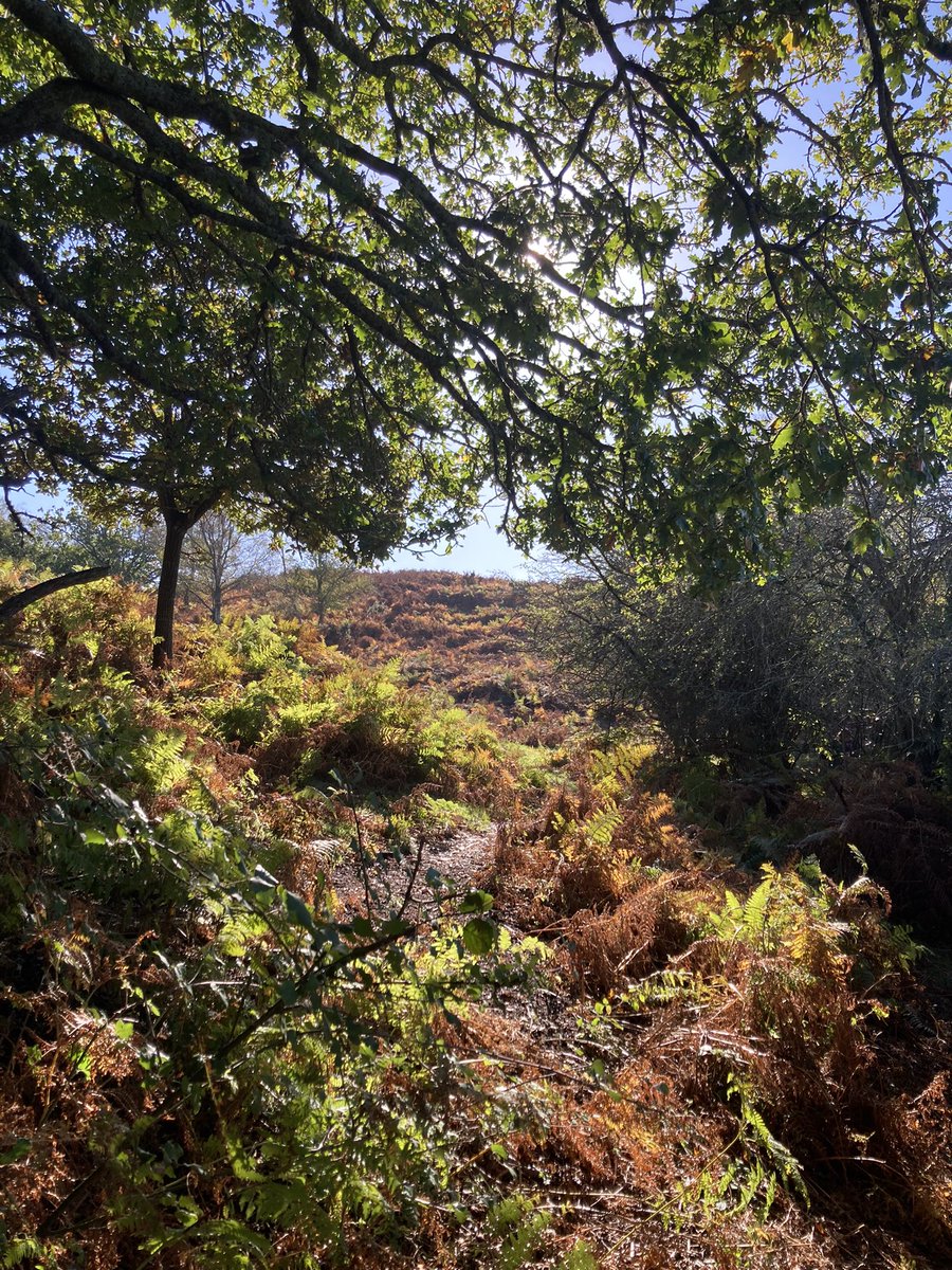 foodgrower's tweet photo. Stunning countryside #newforest #northerncommon @New_Forest_NP @nationaltrust walk to the #huffduff #autumn #nature #naturephotography #dragonfly https://t.co/JFwemSsvPS