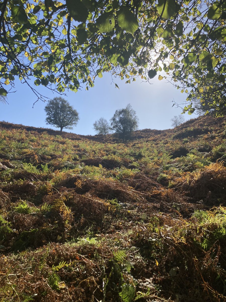 foodgrower's tweet photo. Stunning countryside #newforest #northerncommon @New_Forest_NP @nationaltrust walk to the #huffduff #autumn #nature #naturephotography #dragonfly https://t.co/JFwemSsvPS