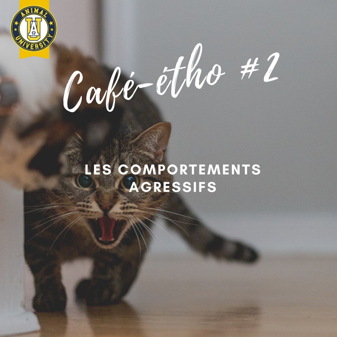 AnimalUniv's tweet photo. #éthologie : Aujourd'hui, on vous parle des comportements agressifs chez nos animaux 🐶🐱

#animaluniversity #formations #centredeformation
#ethologie #comportementanimal #comportementaliste #chienschats #comportementsagressifsanimaux #predation https://t.co/9I9oYdzT09