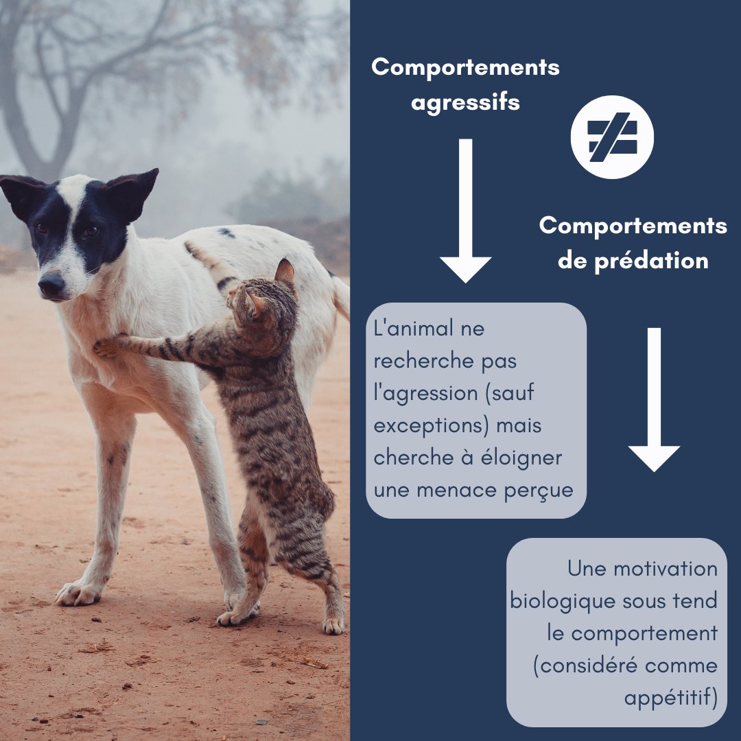 AnimalUniv's tweet photo. #éthologie : Aujourd'hui, on vous parle des comportements agressifs chez nos animaux 🐶🐱

#animaluniversity #formations #centredeformation
#ethologie #comportementanimal #comportementaliste #chienschats #comportementsagressifsanimaux #predation https://t.co/9I9oYdzT09