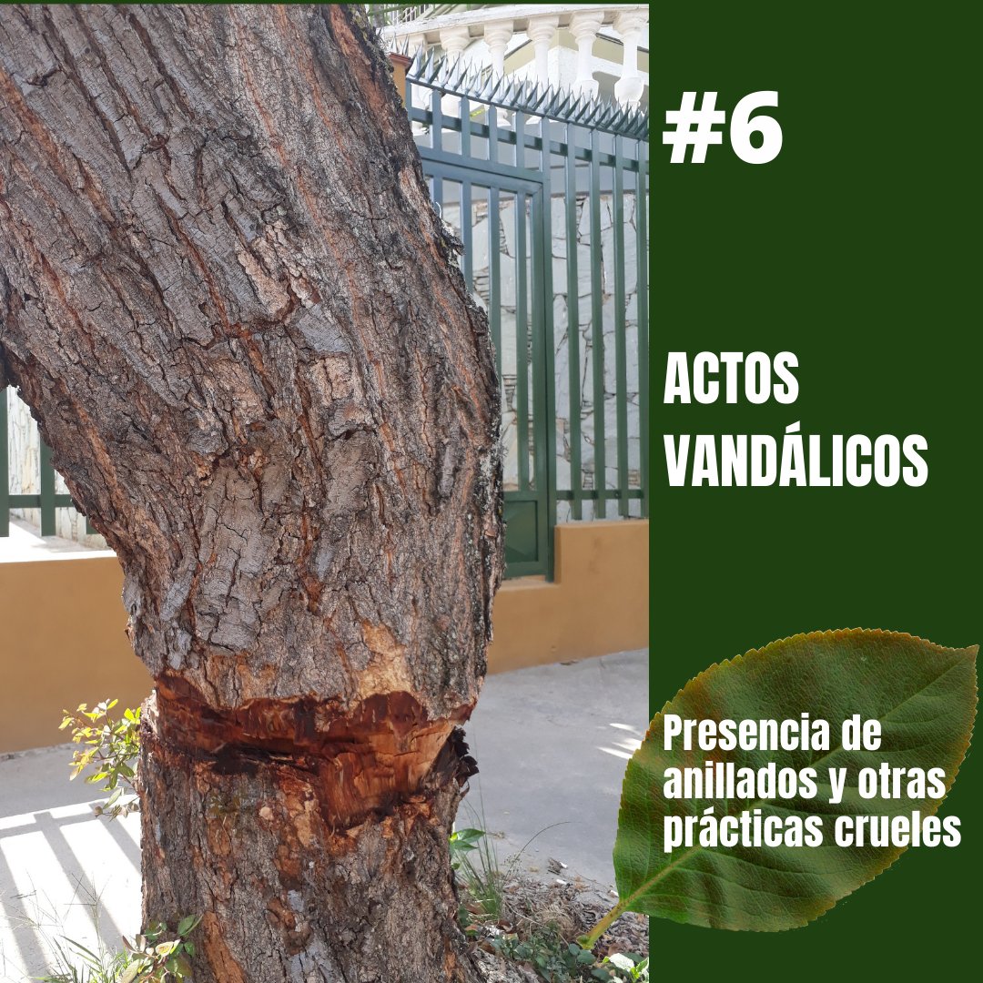 GuayanaLibre21's tweet photo. Uniremos  alianza con @CiudadverdeVe #NoMásTala  #CadaÁrbolimporta.
#Caroni  #CiudadGuayana #Pzo #PuertoOrdaz #Unare #Universidad  #Cachamay #SanFelix #SimonBolivar #VistaAlSol #Chirica #11Abril #yocoima #PozoVerde #5Julio #Caroní https://t.co/qTfkXUb78i