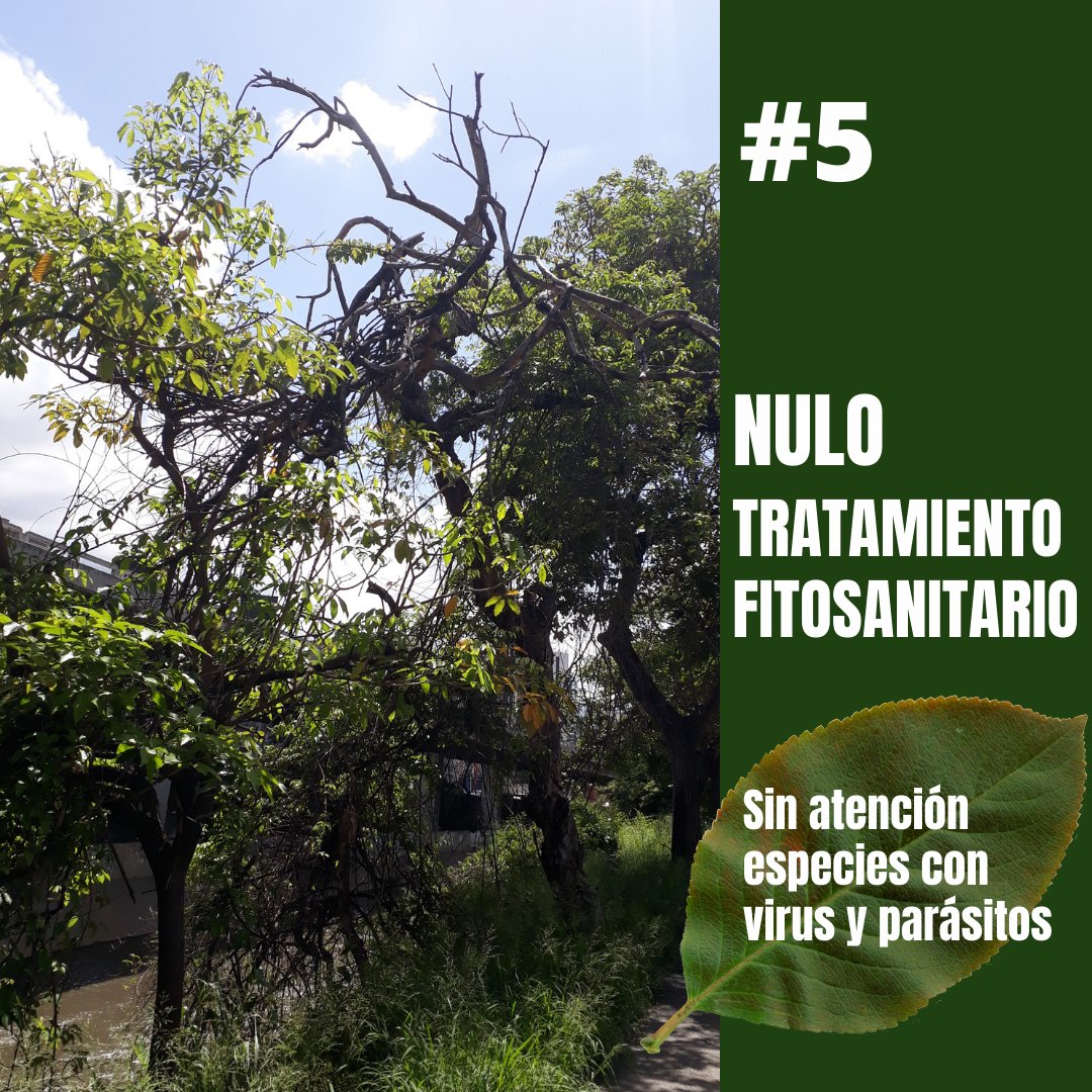 GuayanaLibre21's tweet photo. Uniremos  alianza con @CiudadverdeVe #NoMásTala  #CadaÁrbolimporta.
#Caroni  #CiudadGuayana #Pzo #PuertoOrdaz #Unare #Universidad  #Cachamay #SanFelix #SimonBolivar #VistaAlSol #Chirica #11Abril #yocoima #PozoVerde #5Julio #Caroní https://t.co/qTfkXUb78i