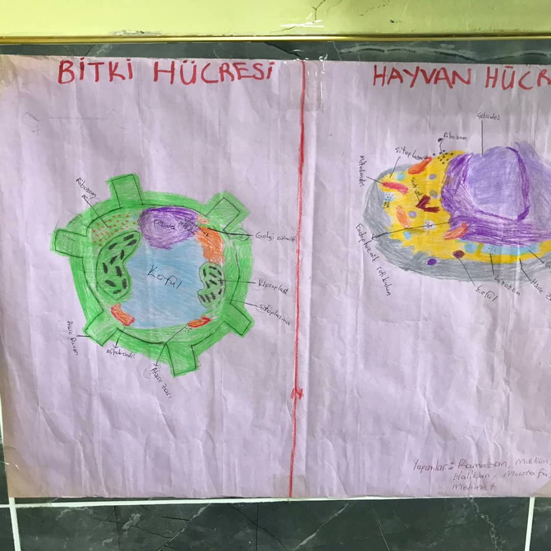 Fcl Göbeklitepe Sınıfı Öğrencileri hücre ünitesinde bitki ve hayvan hücresi şekillerini çizdi. Soğan,yaprak ve tükürük örnekleriyle hücre şekillerini mikroskopla incelediler🔬

<a href="/FclTurkiye/">FCL Türkiye</a> @mhbucuk <a href="/sanliurfammem63/">Şanlıurfa İl Milli Eğitim Müdürlüğü</a> <a href="/urfastem/">UrfaSTEM</a> <a href="/EyyubiyeMem63/">Eyyübiye İlçe Milli Eğitim Müdürlüğü</a> <a href="/harrani63/">AHMET DEMİR</a> @AhmetGocen3