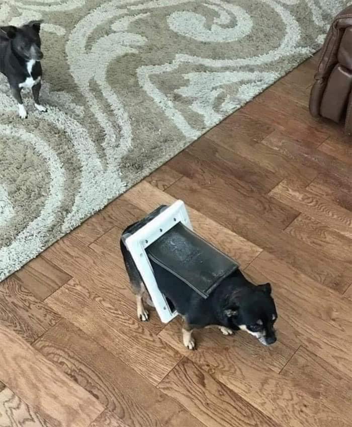 DiloConPerritos's tweet photo. Hola Dios, soy yo de nuevo. https://t.co/dXUwzi8dp9