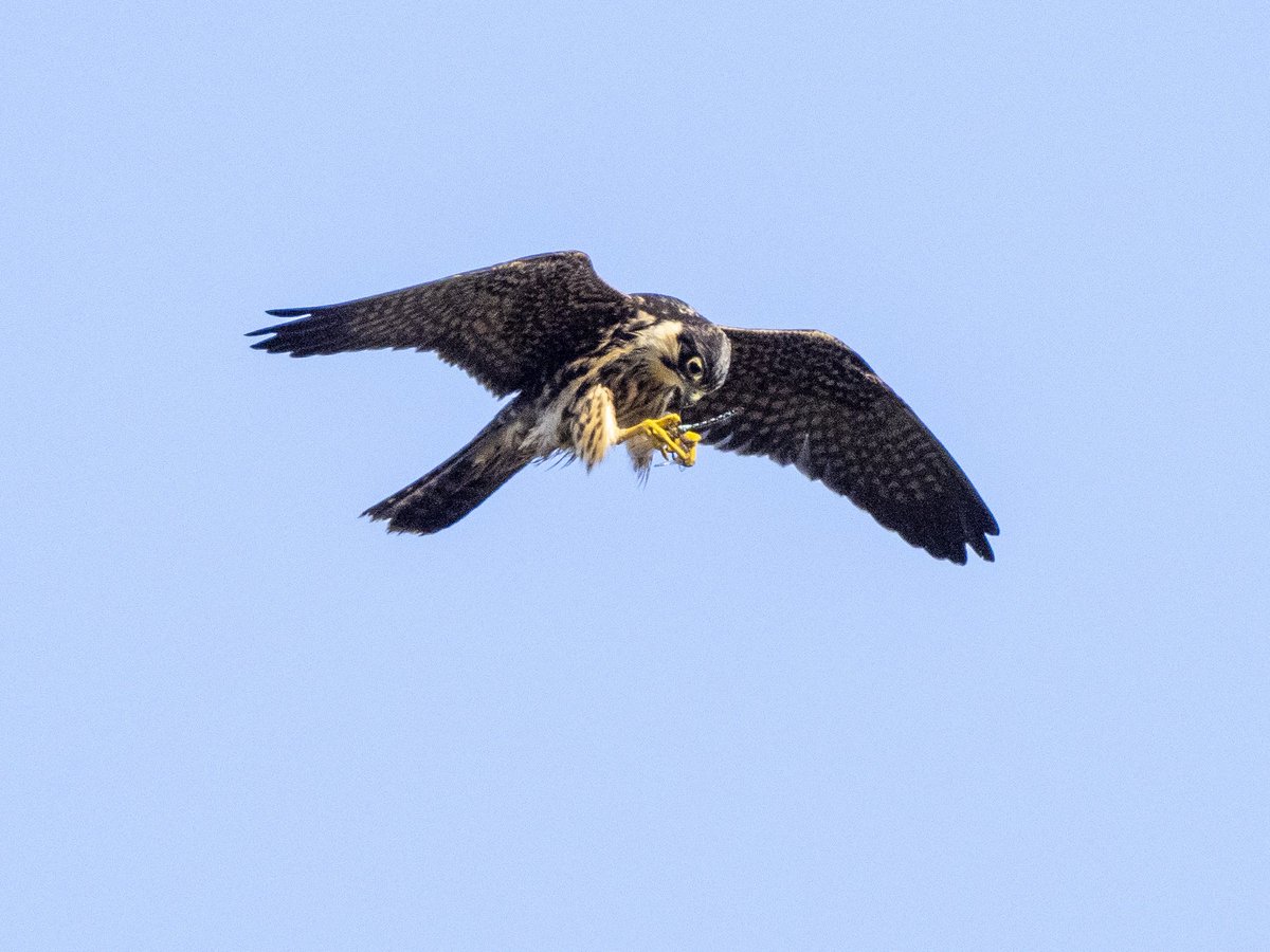 I don't think I'd have got this shot without my Olympus E-M1X - brilliant camera! @olympusUK