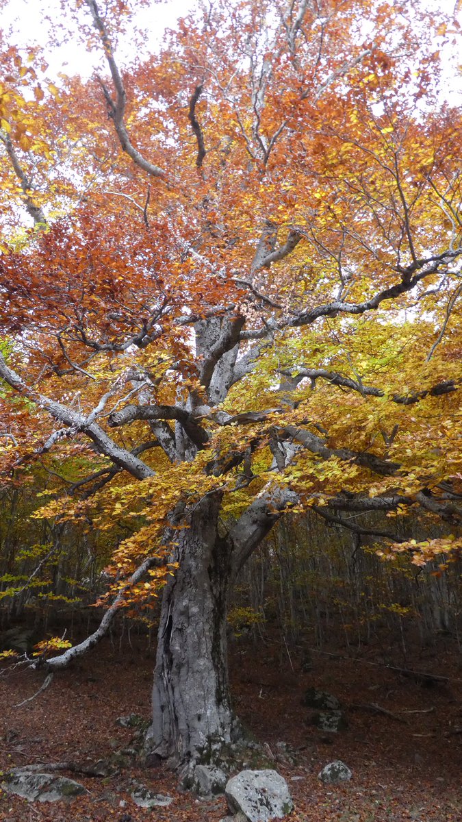 lluihug's tweet photo. La natura mostra la seva força i bellesa en els boscos ribagorçans #salenques #rigüeño #tardor #fagedes https://t.co/jIkpGXsfbK