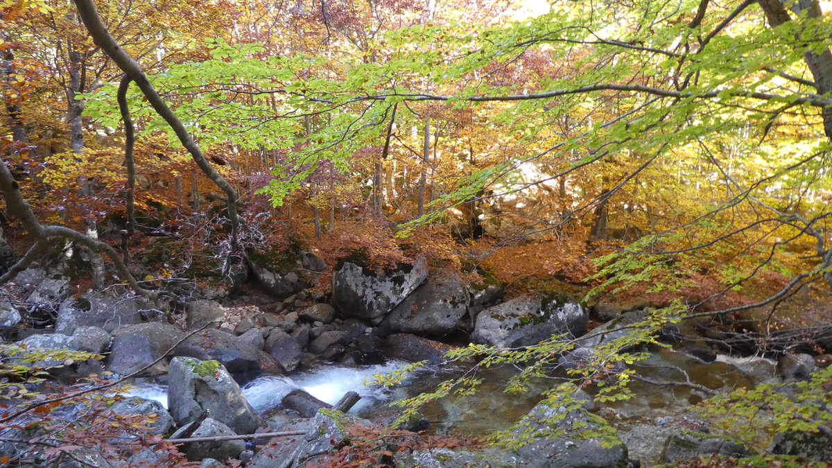 lluihug's tweet photo. La natura mostra la seva força i bellesa en els boscos ribagorçans #salenques #rigüeño #tardor #fagedes https://t.co/jIkpGXsfbK
