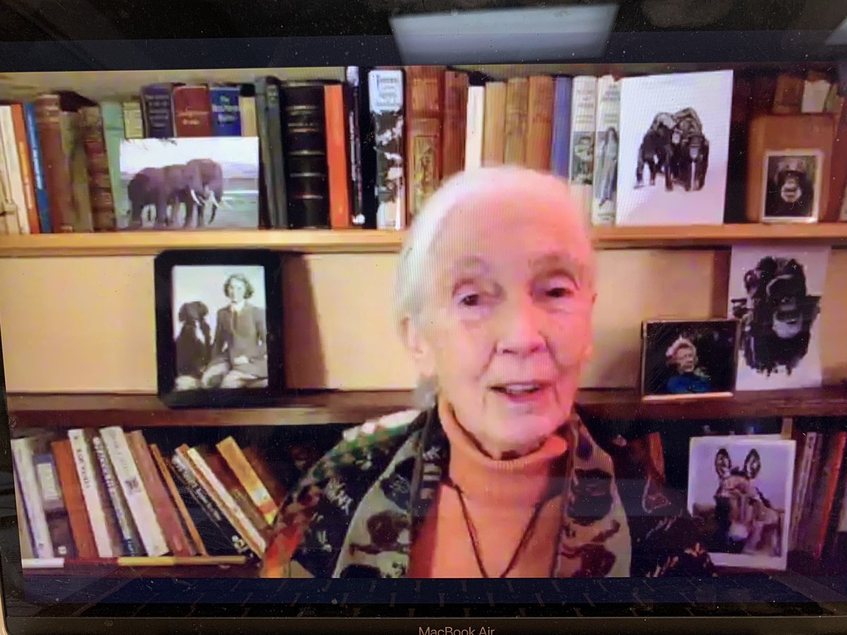 Ms_C_Greco's tweet photo. Today we were fortunate enough to join a Zoom call with Jane Goodall to discuss biodiversity, sustainability and ecological stewardship. 🐒🦍🌳@StMatthew_CES @YCDSB @takemeoutside #grade7science https://t.co/O9QIa2drP6