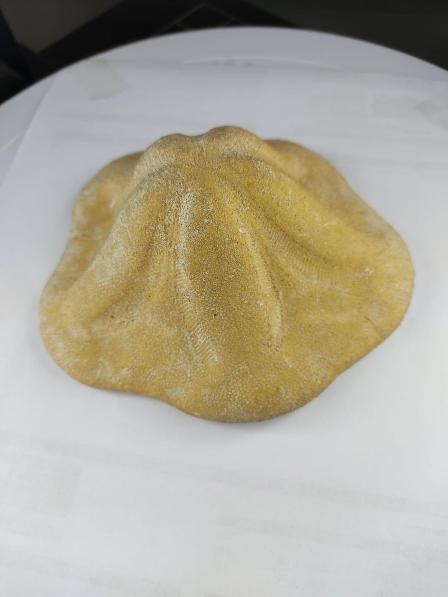 Taking photos of fossils in Museu Ciencies Natirals in València, for processing with #Meshroom <a href="/AmusingErasmus/">ErasmusAMUSING</a> @CEFIREambitCTEM <a href="/FablabCuenca/">Fablab Cuenca</a>