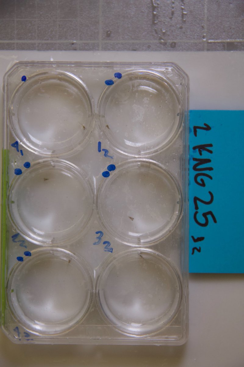 MaliaDoesBio's tweet photo. After a quick twitter hiatus to focus on midterms- here’s a thesis update!
Since my last post, I have measured the growth rate and larval metabolism of my first cohort of fish, then released them into tanks! (they’re so little you probably can’t see that they’re there!) https://t.co/Idat8B8dH7