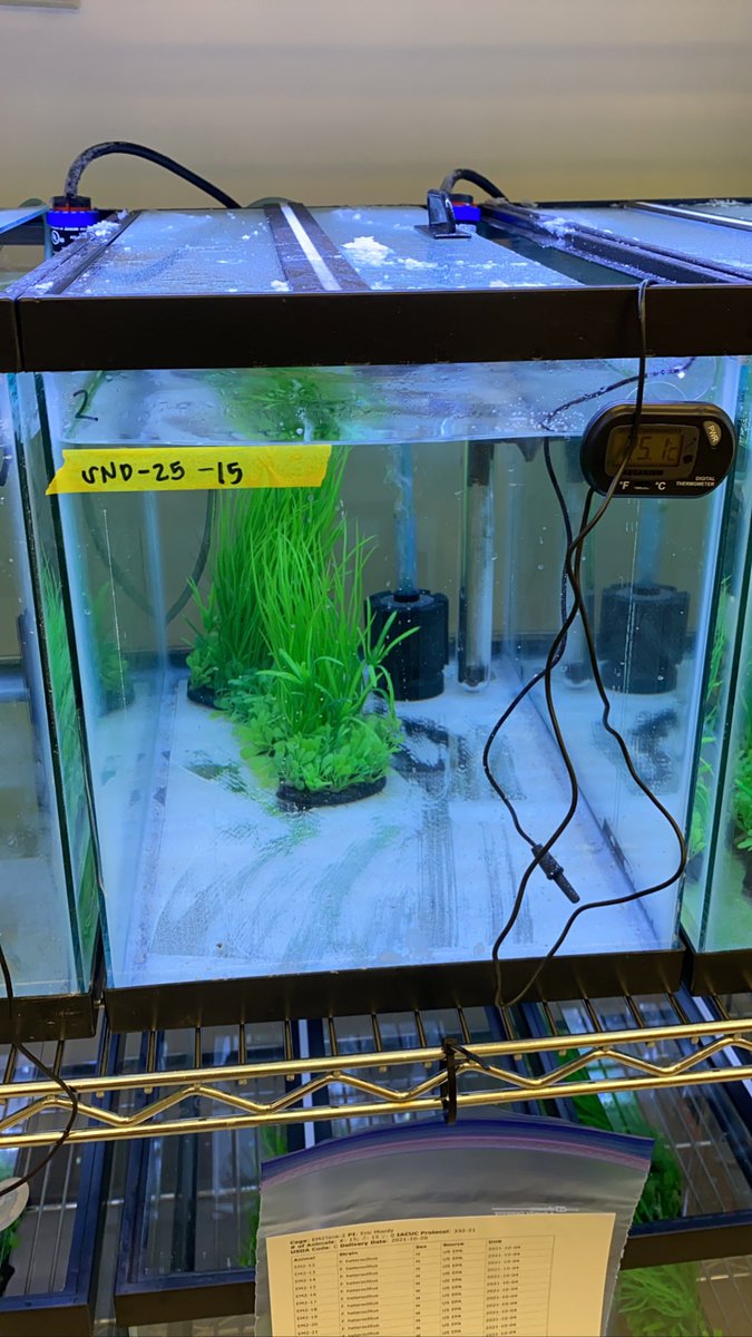MaliaDoesBio's tweet photo. After a quick twitter hiatus to focus on midterms- here’s a thesis update!
Since my last post, I have measured the growth rate and larval metabolism of my first cohort of fish, then released them into tanks! (they’re so little you probably can’t see that they’re there!) https://t.co/Idat8B8dH7