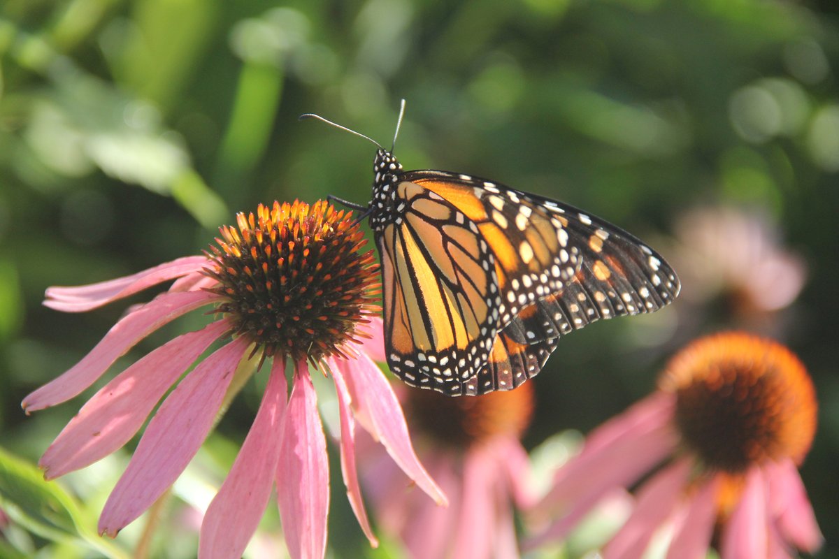 The <a href="/xercessociety/">The Xerces Society</a> reports early counts of western monarchs are signaling a rebound in #'s compared to last year's historic lows. bit.ly/3C7yrfc
#westernmonarchs #monarchs