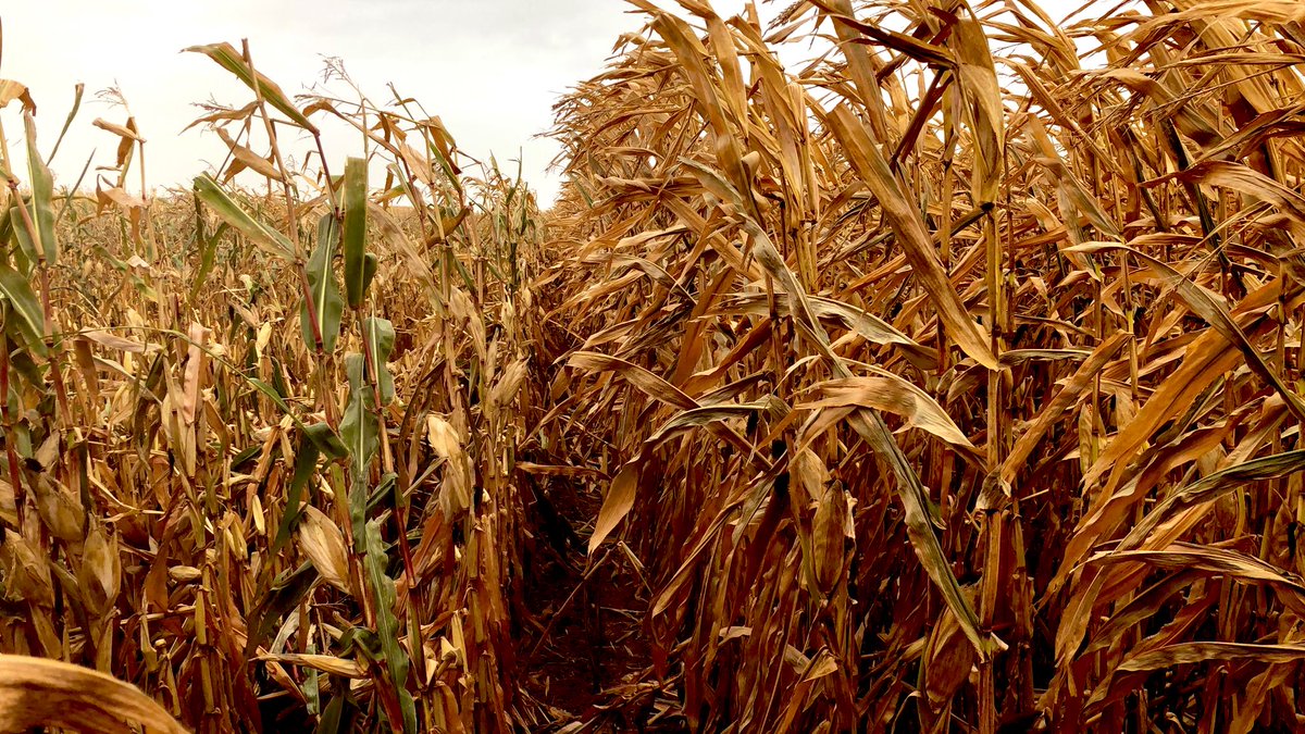 Une des forces de la génétique <a href="/DEKALB_FR/">DEKALB-FieldView by Bayer France</a> c’est la tenue de tige en fin de cycle, notre hybride (à droite) a bien su résister aux caprices d’Aurore de cette nuit ! Faire un DK c’est sécuriser sa récolte !