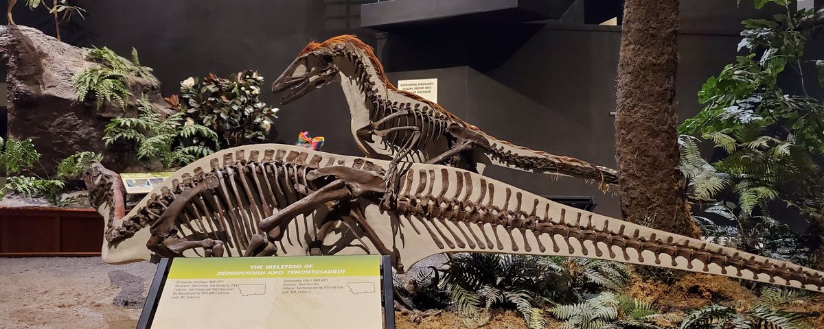 LadyNaturalist's tweet image. Overheard a little girl in the gallery @MuseumRockies: "WOW! It's ALIVE on one side, and DEAD on the other. I like it!"

Me too, kid. Me, too. #whenyouworkatamuseum