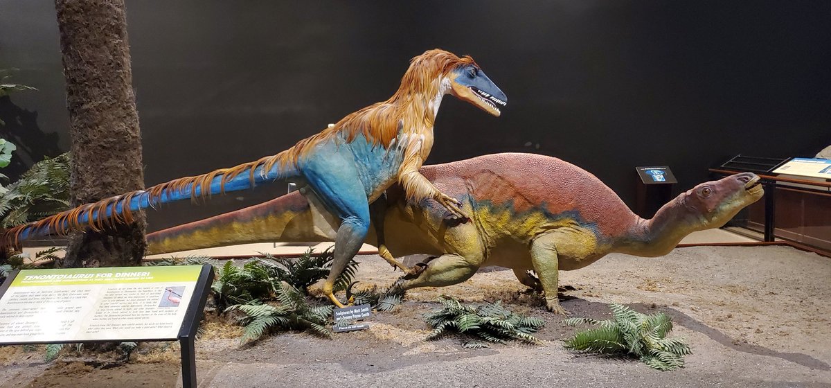 LadyNaturalist's tweet image. Overheard a little girl in the gallery @MuseumRockies: "WOW! It's ALIVE on one side, and DEAD on the other. I like it!"

Me too, kid. Me, too. #whenyouworkatamuseum