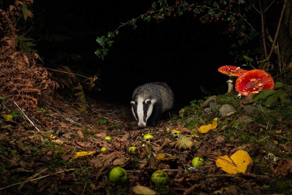 CuanWildlife's tweet photo. Well sent some of this years graduates doing well! 🦡 

Thank you Richard for these amazing shots! 
Photo credit 📸 Richard Bowler.

This are now available as cards. I’d you would like to purchase head over to our website, charity shops or hospital reception. https://t.co/JW8R13S7mj