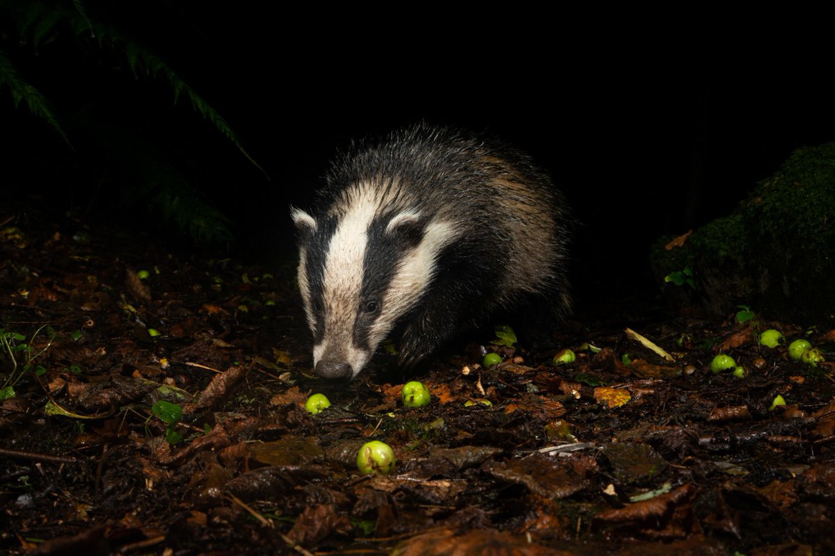 CuanWildlife's tweet photo. Well sent some of this years graduates doing well! 🦡 

Thank you Richard for these amazing shots! 
Photo credit 📸 Richard Bowler.

This are now available as cards. I’d you would like to purchase head over to our website, charity shops or hospital reception. https://t.co/JW8R13S7mj