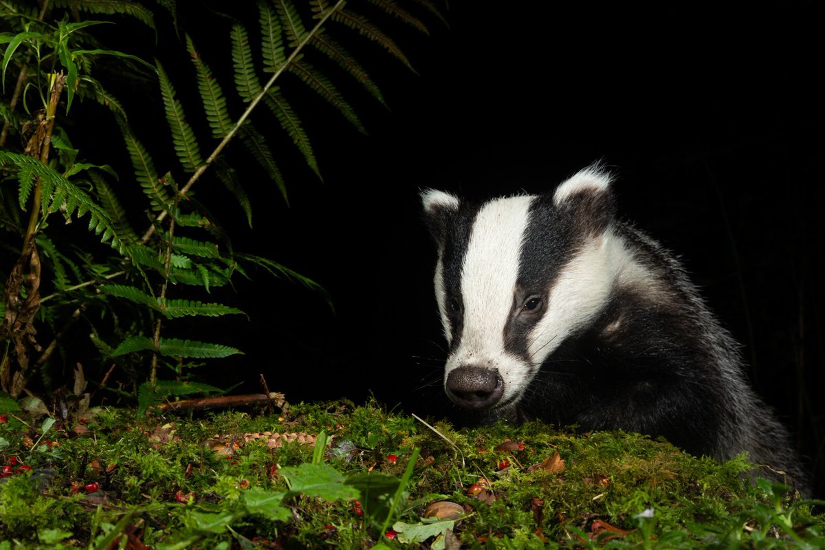 CuanWildlife's tweet photo. Well sent some of this years graduates doing well! 🦡 

Thank you Richard for these amazing shots! 
Photo credit 📸 Richard Bowler.

This are now available as cards. I’d you would like to purchase head over to our website, charity shops or hospital reception. https://t.co/JW8R13S7mj