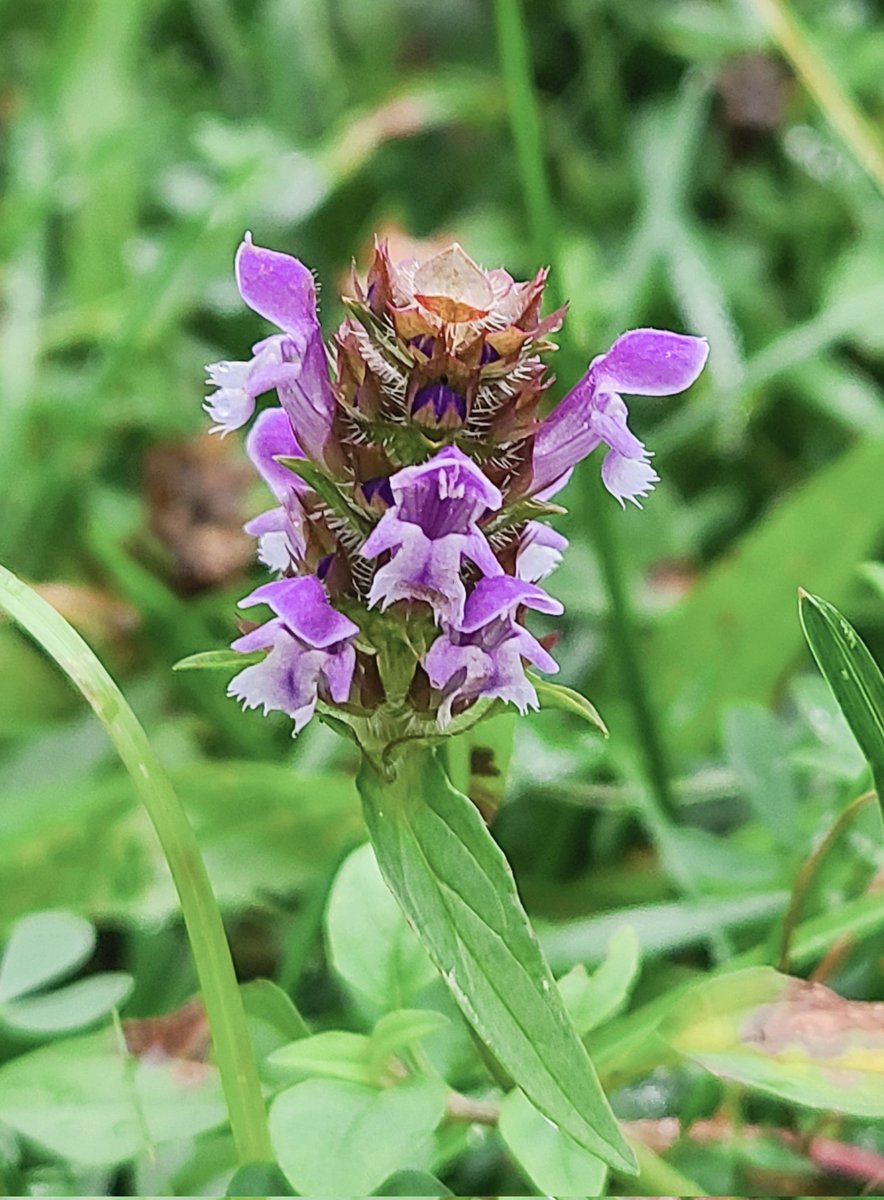 Jessloveflow's tweet photo. Call me crazy, but I think I found a grumpy flower.... 👿😁

#ThursdayThoughts #selfheal #prunellavulgaris #herb #purple #Flowers #nature https://t.co/pzb0G8YfK2