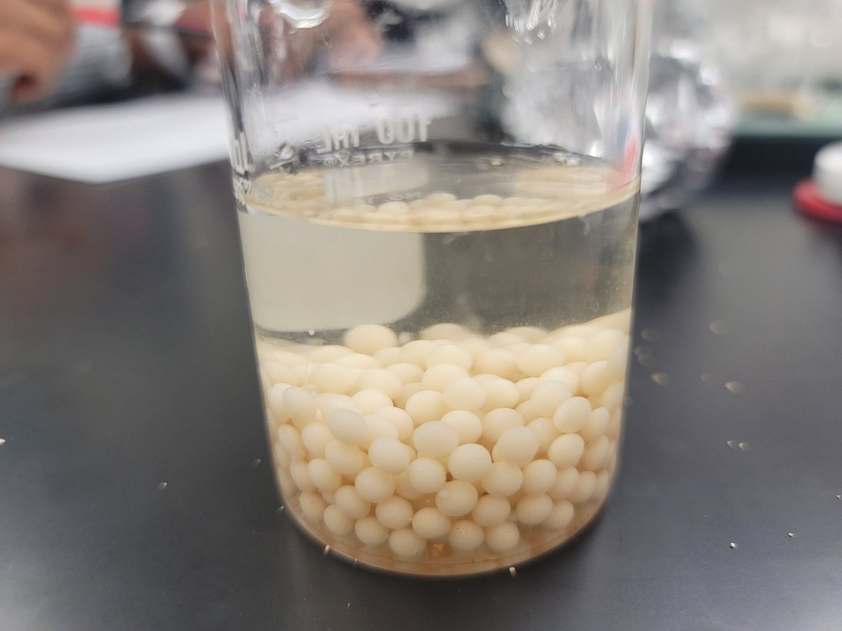 LTHScience's tweet photo. Catalase enzyme lab with yeast alginate beads!  AP Biology students designed their own lab changing variables like pH, temperature and substrate concentration.  @LebanonTrailHS #apbiology #inquiry https://t.co/WZ2P1jEH0k