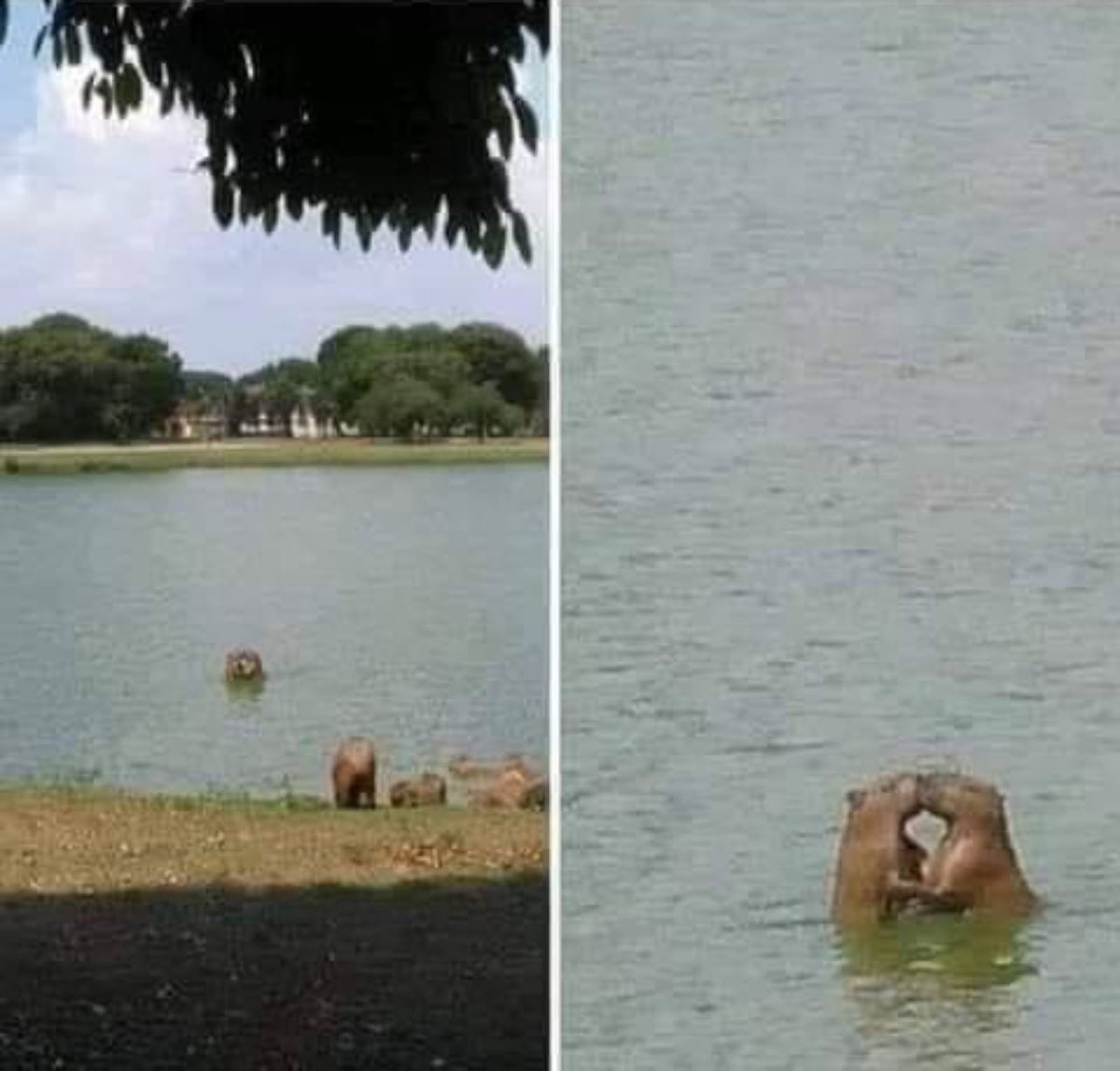 CAPYBARA_MAN's tweet photo. love is love https://t.co/E6XhAhqNrW