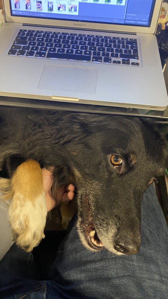 gilespphoto's tweet photo. You can keep your Tech Kitty’s, I have my Desk Dog @Darrin_Rigo #deskdog #dogsrule https://t.co/4EvqpAVl7U