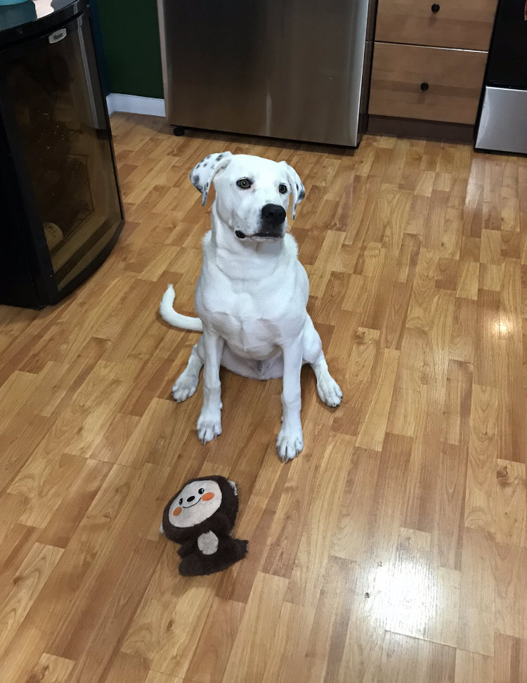 LoyalCompnTrain's tweet photo. Loki is a #Dalmation mix & was very fearful of new people. With training we were able to condition him to associate positive things with new people. He has improved a lot from several weeks ago.
#dogtraining #dogtrainer #FrederickMd #BallengerCreek #SpringRidge #Urbana https://t.co/f4vh7oiq8G