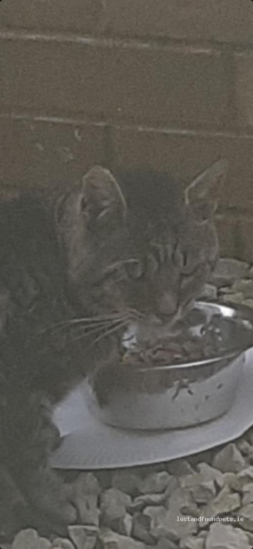 SoulsDefence's tweet photo. Cat Lost Today - Meadowland Avenue, Monkstown https://t.co/KcaMQG4wVf via @anipal150 https://t.co/d146m62xja