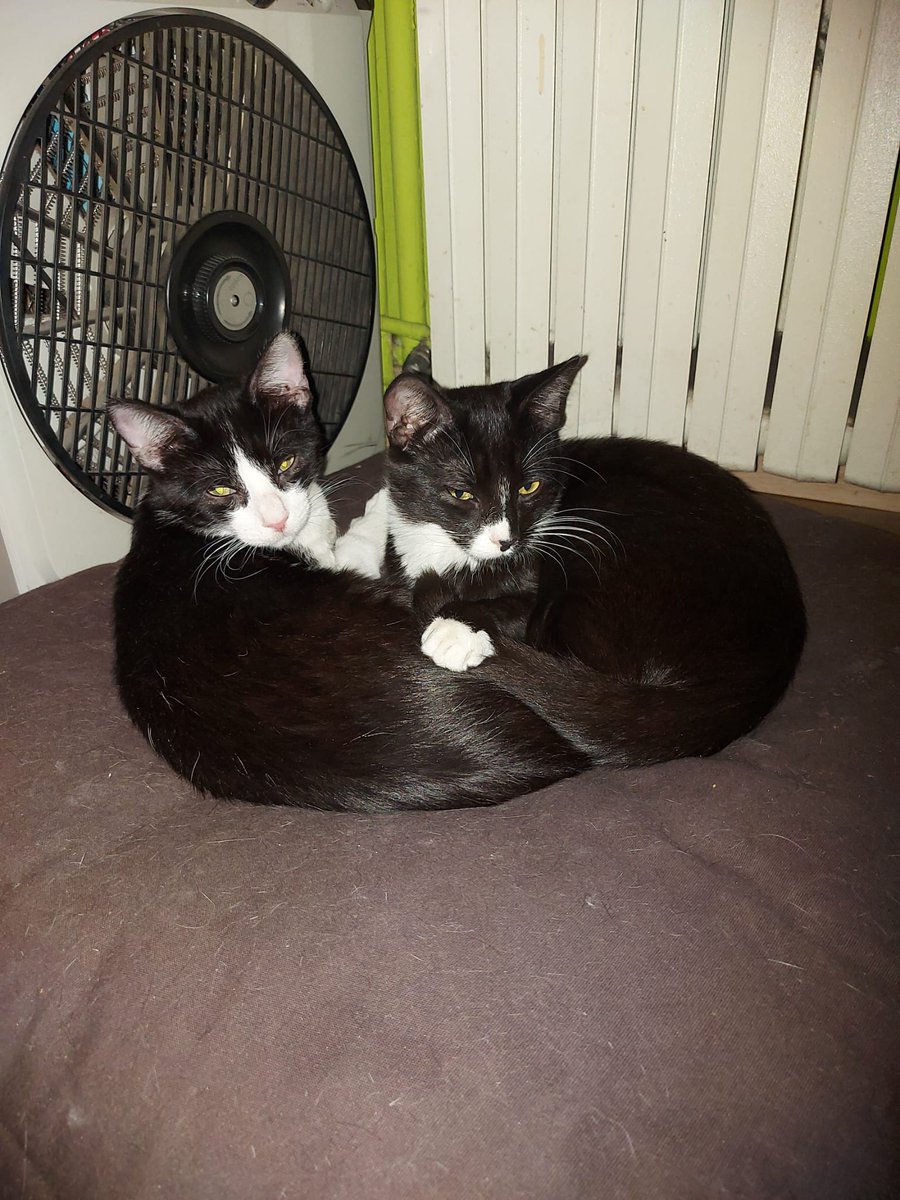 Morgana Cosplay ✨ tweet media