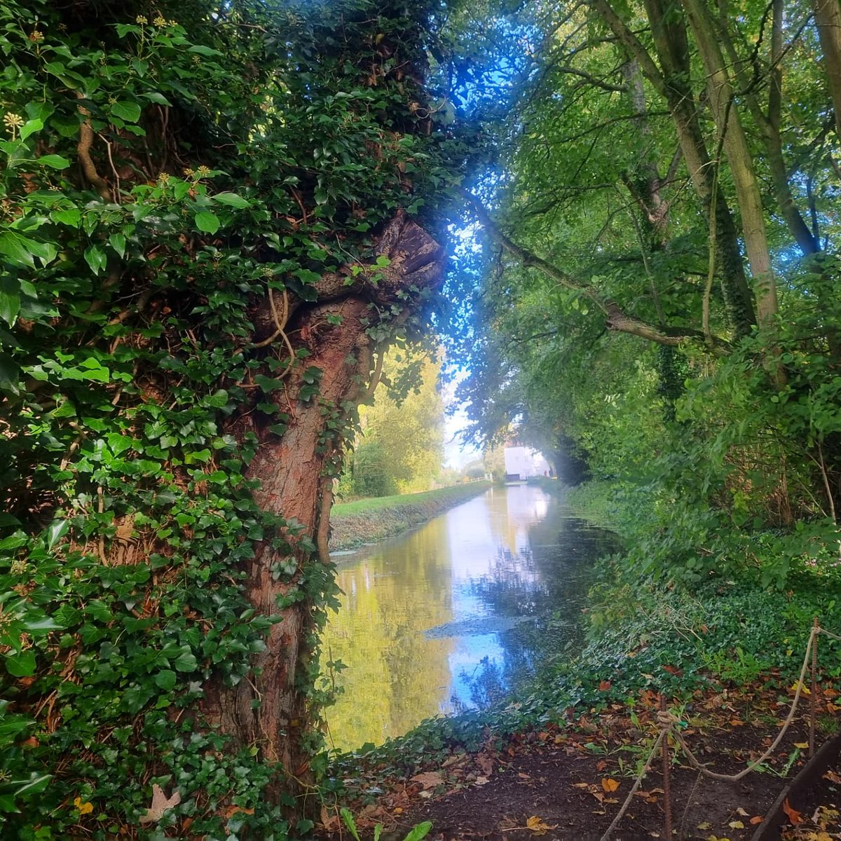 KimBCrisp's tweet photo. Lovely #AutumnColours today @AngleseyAbbeyNT @nationaltrust #WinterGarden #LodeMill https://t.co/1jO6naKmDC
