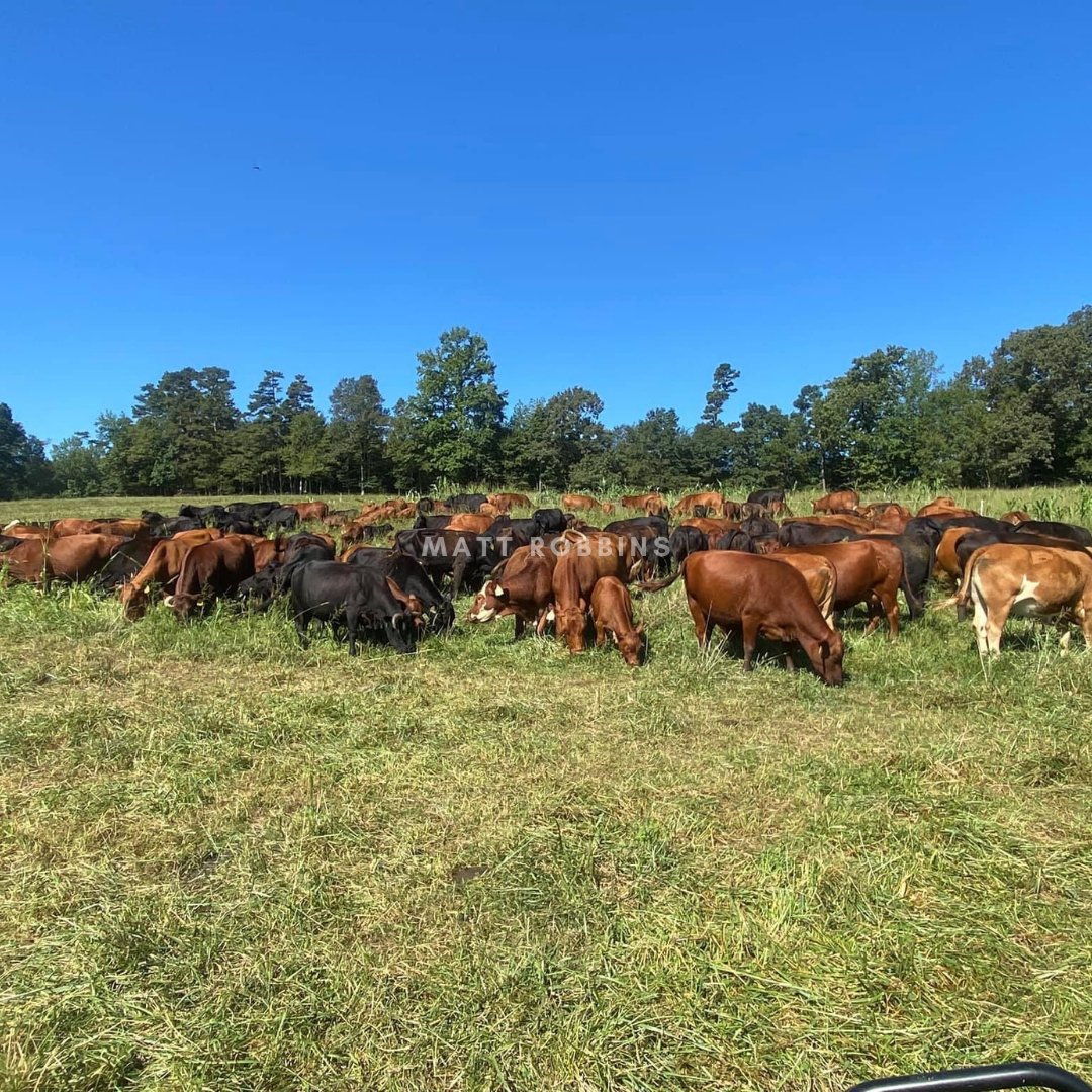 A LOT can happen in a year... and you would be amazed at what's truly possible for you when you are open to learning and open to change.

When you sign up for Total Grazing Maximizer and start implementing Total Grazing correctly with adapted genetics, I have all the confidence t