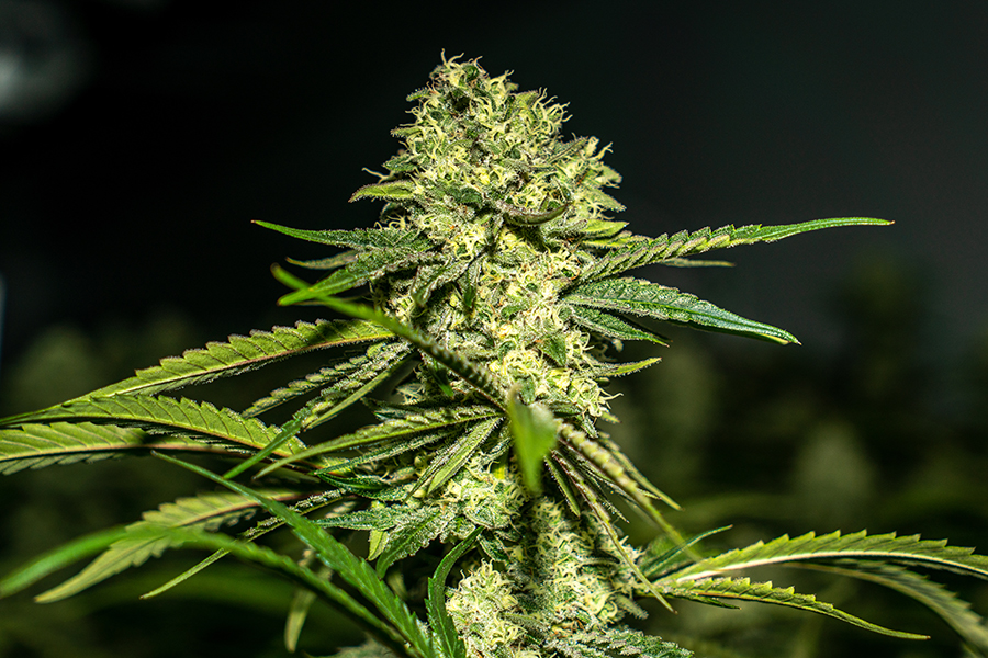 These  buds are ripening nicely. A few more weeks and they're coming down!

#citizenstash #sundaedriver #cannabis #cannabinoid #cannacurious #cannabiscommunity #cannabisculture  #budtenders #cannaculture
