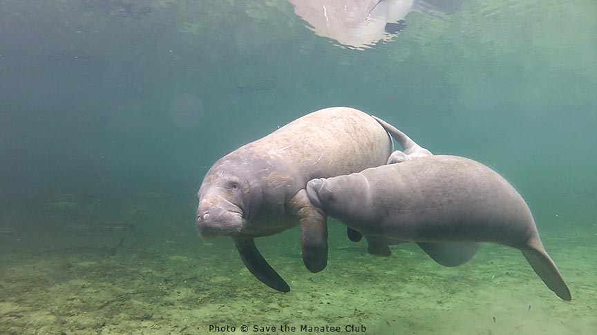 savethemanatee's tweet photo. It's a Fact!
Manatee calves nurse from a mammary gland located behind the mom's flipper! Calves nurse for 1-2 years before they are being weaned, but they start nibbling on vegetation within a few weeks after birth.
You can find more facts at https://t.co/8DspBpm8jq #manateefact https://t.co/esZjXn7DKx
