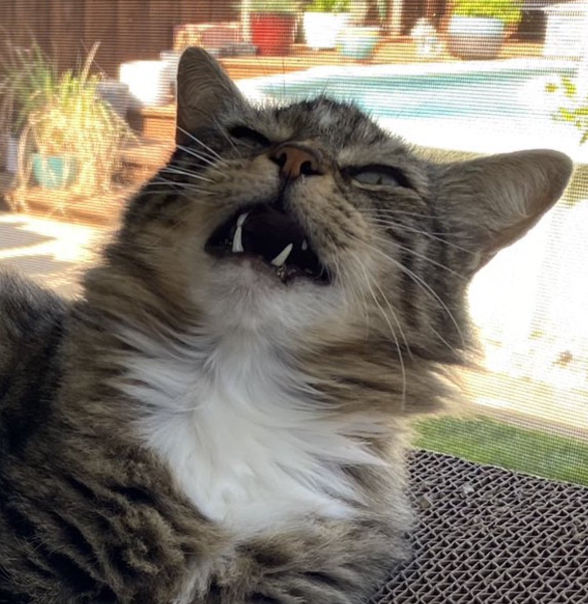 DachshundPunks tweet media