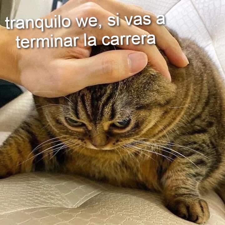 Dilo con gatitoz (@dilocongatitoz) on Twitter photo 