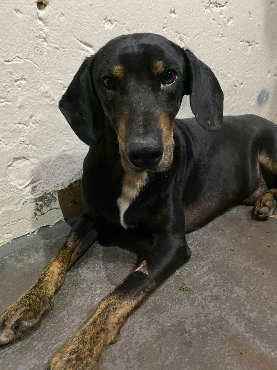 VidaLata's tweet photo. LAR TEMPORÁRIO
Esse menino não está mais sendo quisto no lar temporário, precisa de outro cantinho pra ficar pra terminar o tratamento e estar bem pra ser castrado e ganhar um lar. Alguém pode ajudar com LT? Ele é médio porte e super dócil https://t.co/gTEKXMb7kG