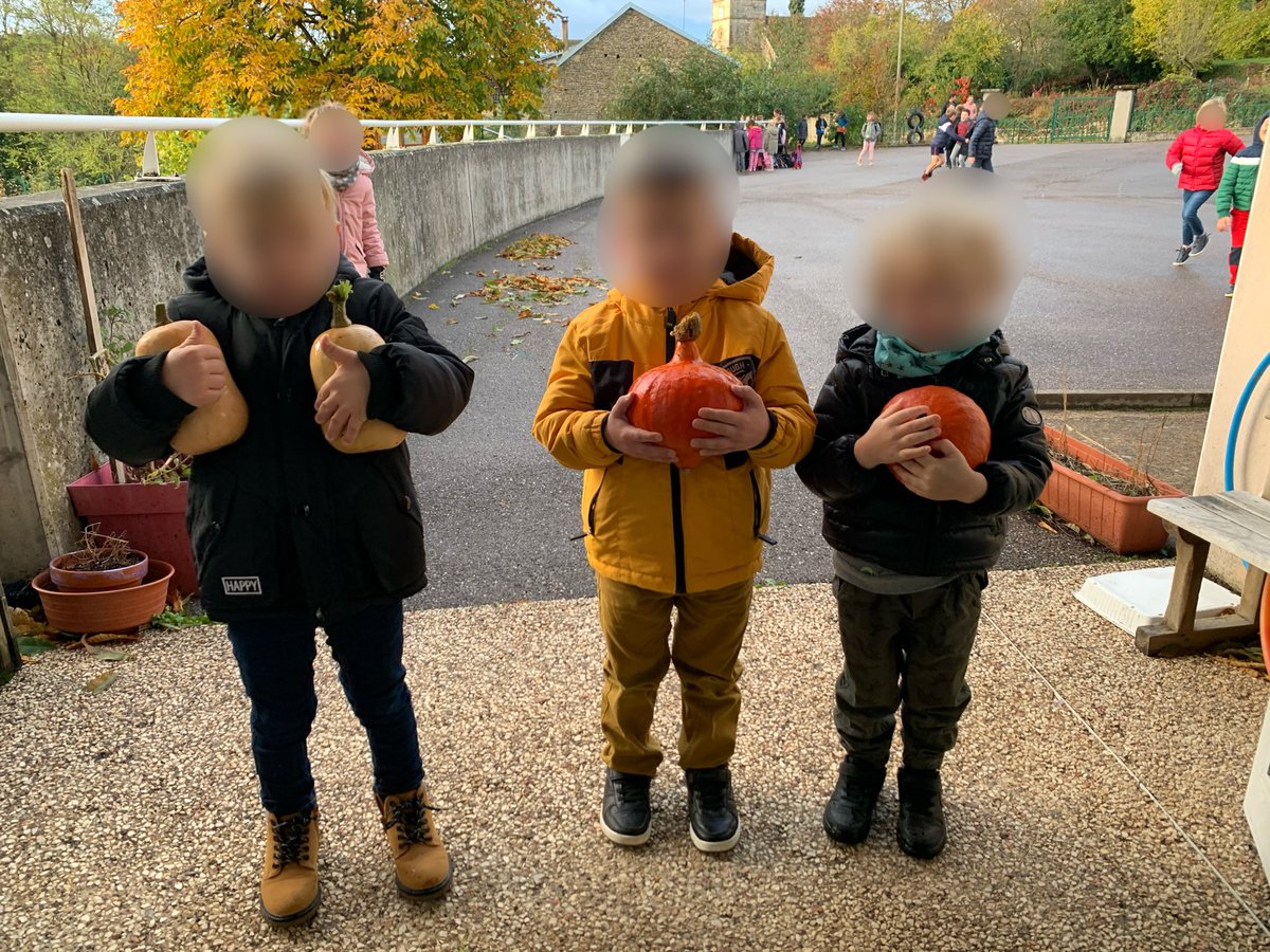 Récolter les graines issues de notre propre potager pour les semer au printemps. Réaliser une soupe avec les potimarrons et courges butternut que nous avions plantés au mois de mai. #EDD #Ecole #E3D #Jardin