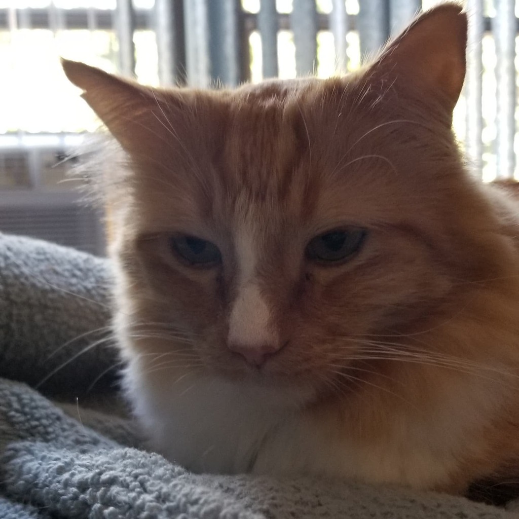 ThomasWaffles's tweet photo. Getting sleepy.

#fluffcat #wafflecat #lazycat #orangecat #catsofinstagram #whitenose https://t.co/drdU7SuI3T https://t.co/NaBli0uL9R