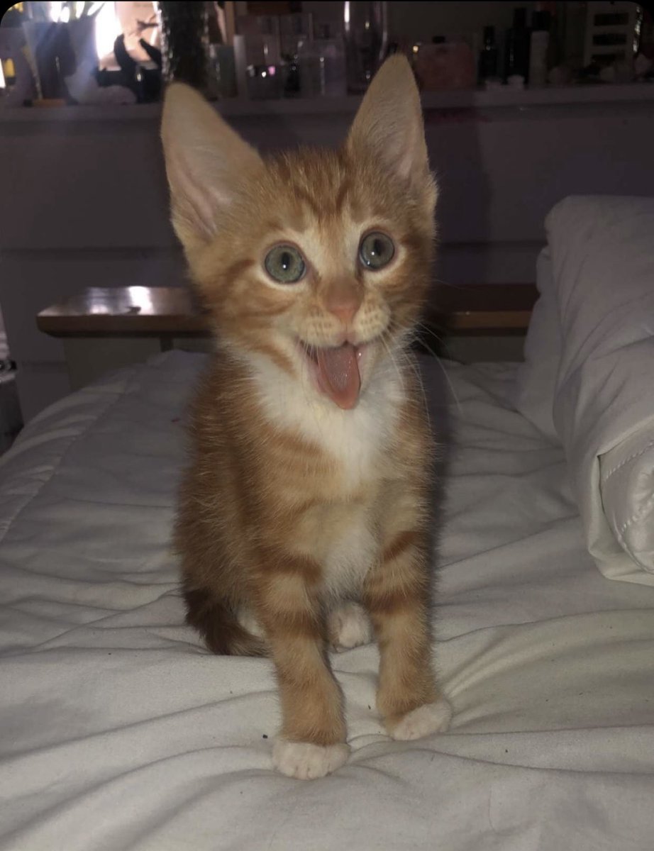 oliviasmolen's tweet photo. #PLTPets @OfficialPLT Winston 🧡😸🧡😸 https://t.co/aiwjdggUAo