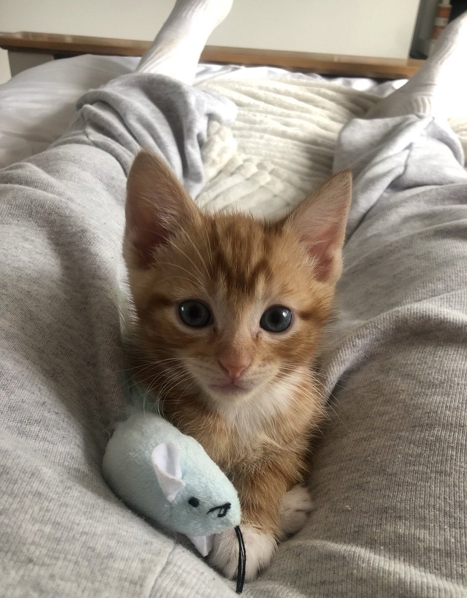 oliviasmolen's tweet photo. #PLTPets @OfficialPLT Winston 🧡😸🧡😸 https://t.co/aiwjdggUAo