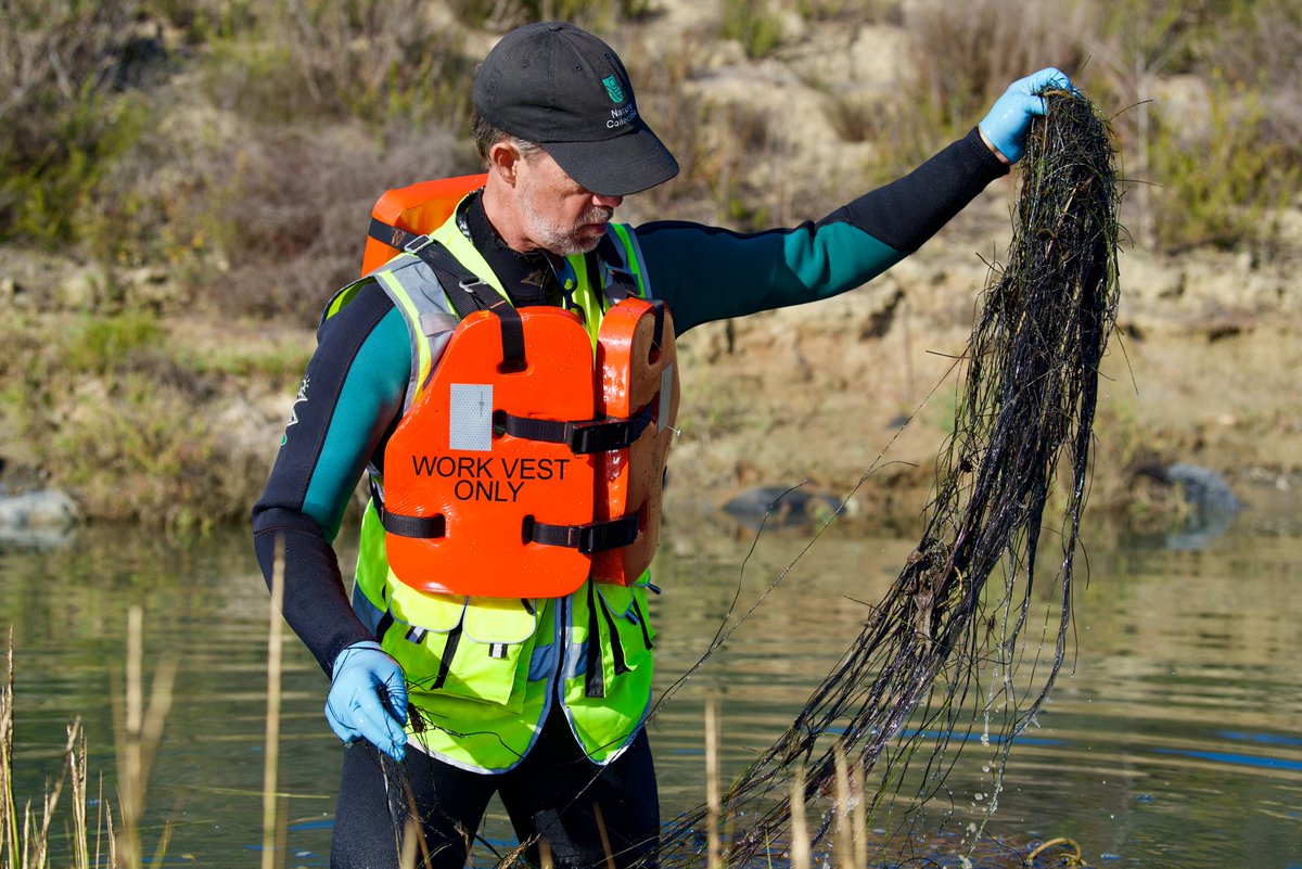 USCGSouthwest's tweet photo. Scientists from @SD_Nature surveyed oil spill impact in #SanElijo Lagoon in @SanDiegoCounty. Partner agencies are working to ensure #cleanup efforts have minimal impact on the #environment. #California #OCoilspill #wildlife https://t.co/Yx0FSVarSP